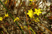 December Gardening