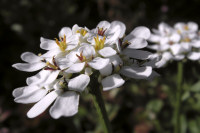 June Gardening