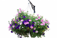 Container Gardening