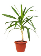 indoor air purifying plants