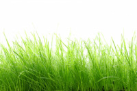 introduction to lawns