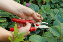 leaf cuttings