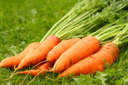 how to grow carrots