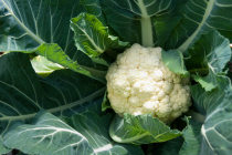 how to grow cauliflower