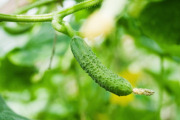 how to grow cucumbers