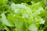 how to grow lettuce