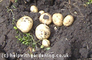 how to grow potatoes