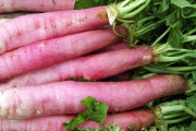 how to grow radishes